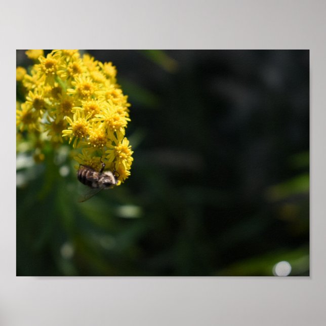 Gelbe Blumen Hummeln Natur Fotografie Poster (Vorne)