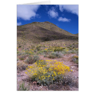 Gelbe Blumen im Death Valley