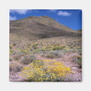 Gelbe Blumen im Death Valley Magnet