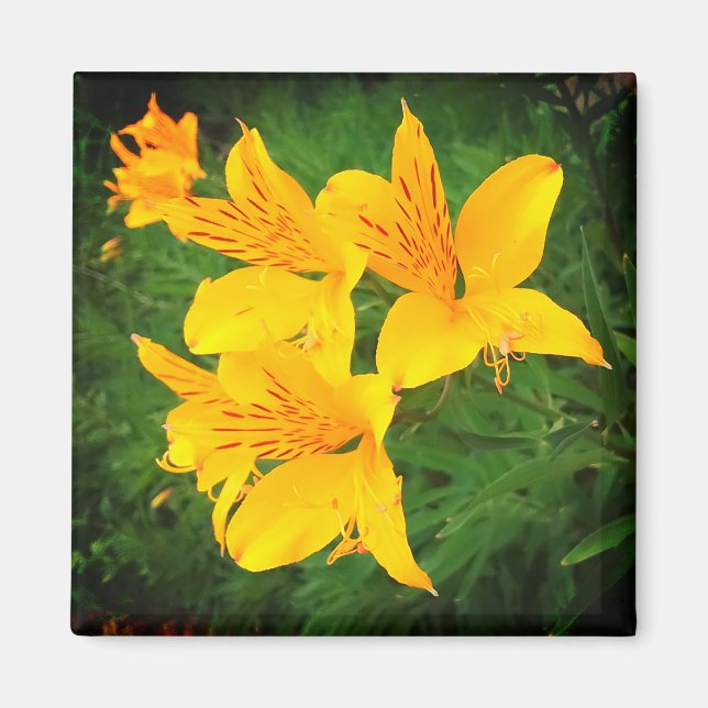 Gelbe Blumen Magnet (Vorne)