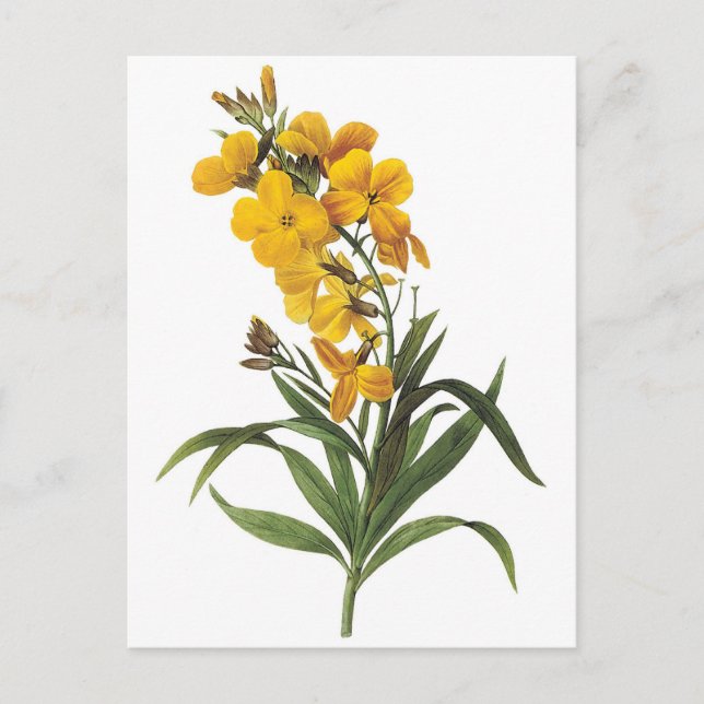 Gelbe Blumen, Pierre Joseph Redouté Postkarte (Vorderseite)