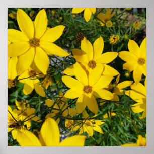 gelbe Blumen Poster