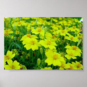 gelbe Blumen Poster
