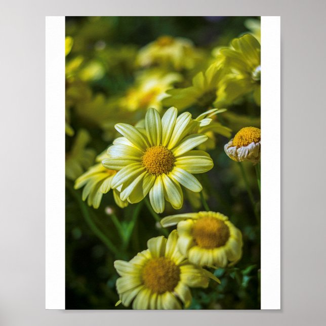 Gelbe Blumen Poster (Vorne)