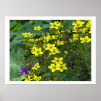 gelbe Blumen