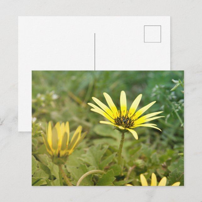 Gelbe Blumen Postkarte (Vorne/Hinten)
