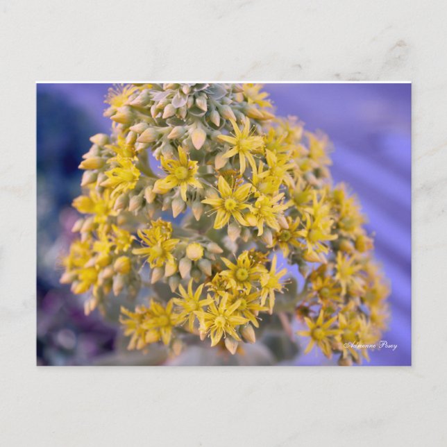 Gelbe Blumen Postkarte (Vorderseite)