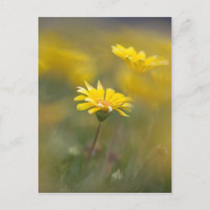 Gelbe Blumen Postkarte