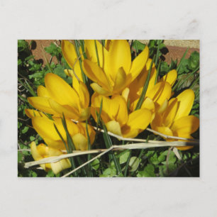 Gelbe Blumen Postkarte