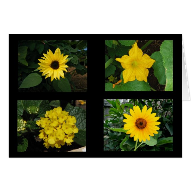 Gelbe Blumen-Sammlung (Vorderseite (Horizontal))