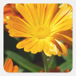 Gelbe Blüten Blume Kunst Liebe Schicksal Quadratischer Aufkleber