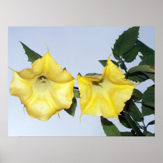 Gelbe Brugmansie - Engels Trumpet-Blume Poster