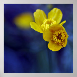 Gelbe Buttercups Blume Makro auf blauem Hintergrun Poster