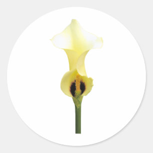 Gelbe Calla-Lilie Runder Aufkleber