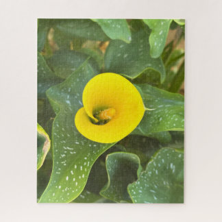 Gelbe Calla-Lilie, San Mateo Puzzle