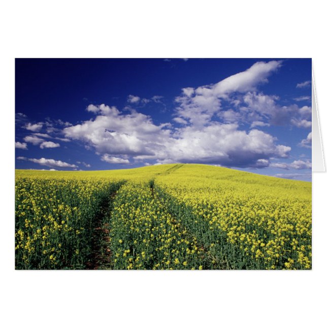 Gelbe Canola in Whitman Landkreis Washington Staat (Vorderseite (Horizontal))