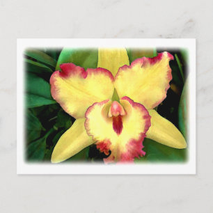 Gelbe Cattleya Orchid mit roter Ruffel Postkarte