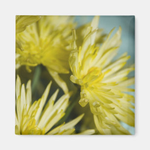 gelbe Chrysanthemen Magnet