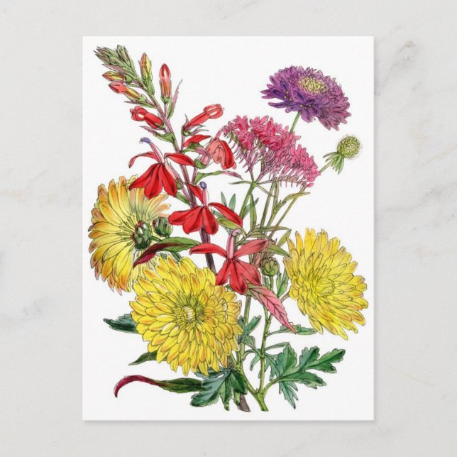 Gelbe Chrysanthemen und lila Scabiosa-Blume Postkarte (Vorderseite)
