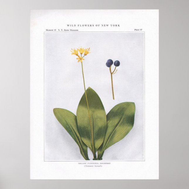 Gelbe Clintonie; Dogberry - Clintonia borealis Poster (Vorne)