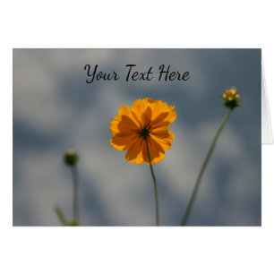 Gelbe Coreopsis