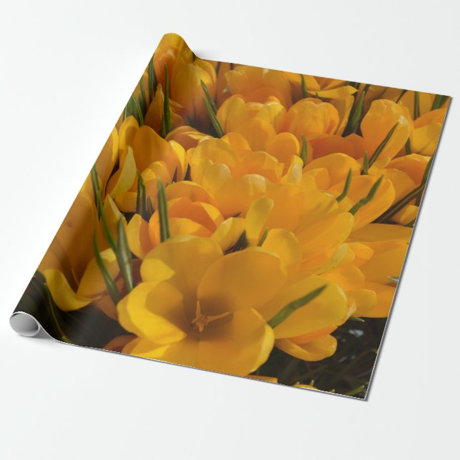 Gelbe Crocus flavus - Goldene gelbe Blumen Geschenkpapier (Ungerollt)