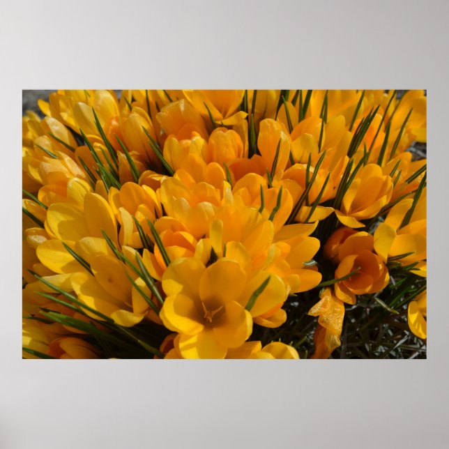 Gelbe Crocus flavus - Goldene gelbe Blumen Poster (Vorne)