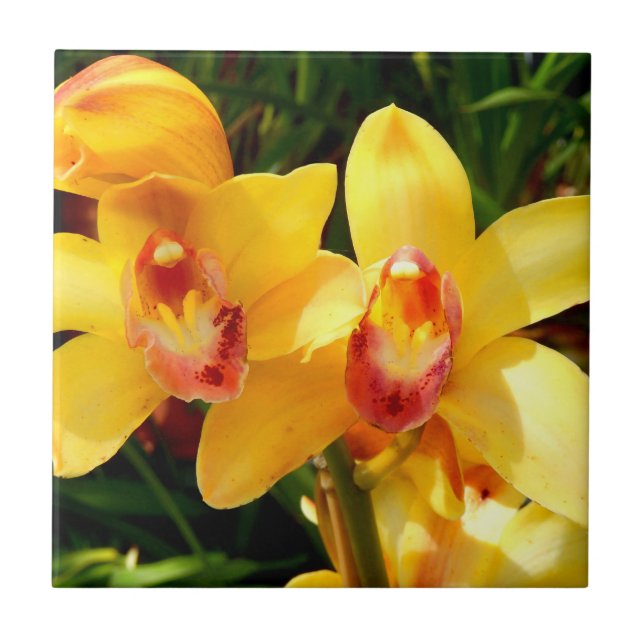 Gelbe Cymbidium-Orchideen-Keramik-Fliese Fliese (Vorderseite)