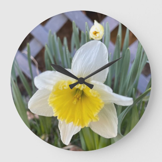 Gelbe Daffodien #1 Große Wanduhr (Vorderseite)