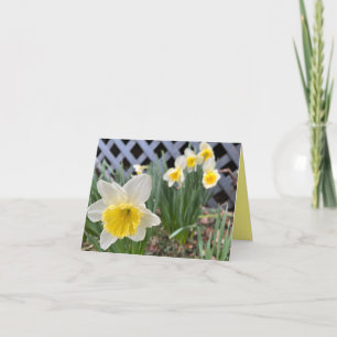 Gelbe Daffodien #3 Karte
