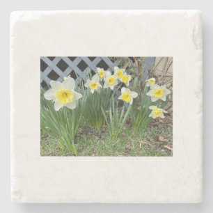 Gelbe Daffodien#3 Steinuntersetzer