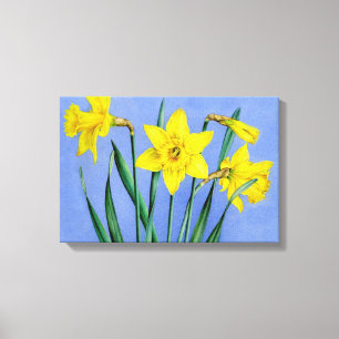 Gelbe Daffodien auf blauem Wrapper der Leinwand