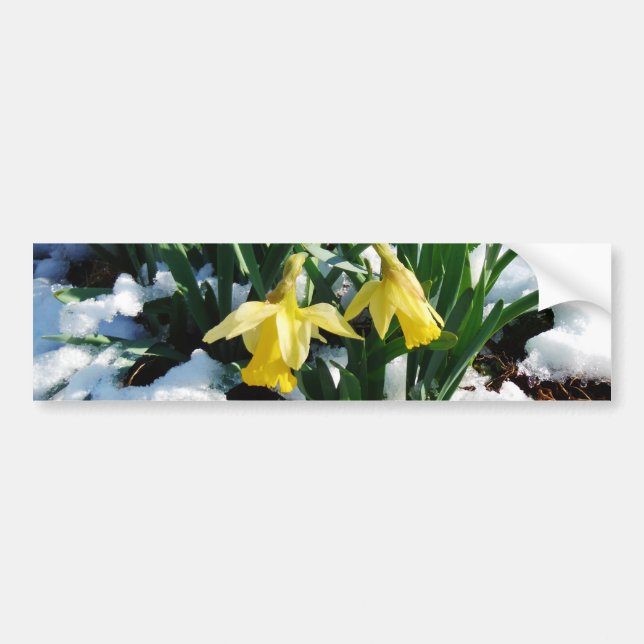 Gelbe Daffodien Blume im Schnee Autoaufkleber (Vorne)