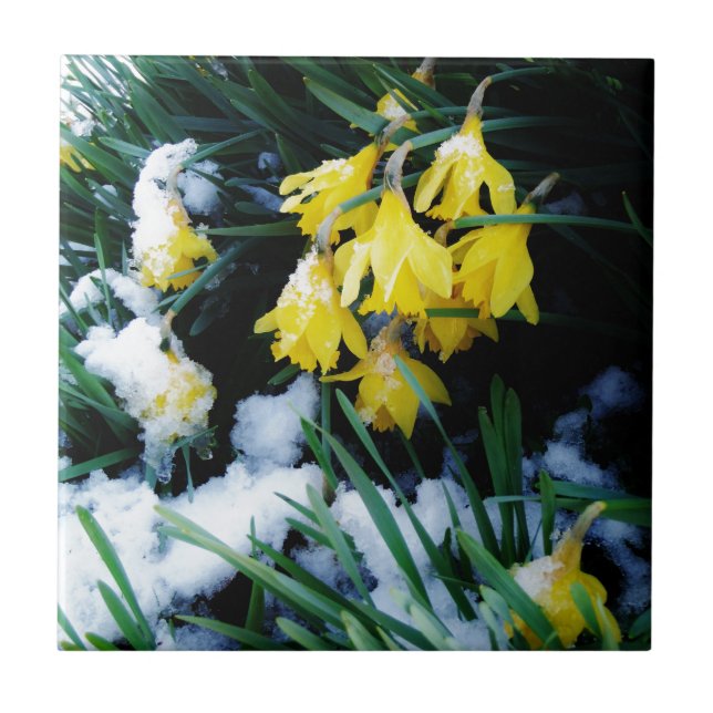 Gelbe Daffodien Blume im Schnee Fliese (Vorderseite)