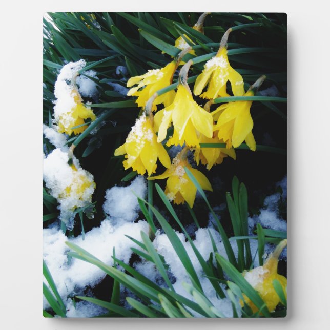 Gelbe Daffodien Blume im Schnee Fotoplatte (Vorderseite)