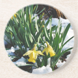 Gelbe Daffodien Blume im Schnee Getränkeuntersetzer