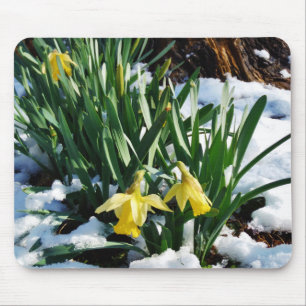 Gelbe Daffodien Blume im Schnee Mousepad