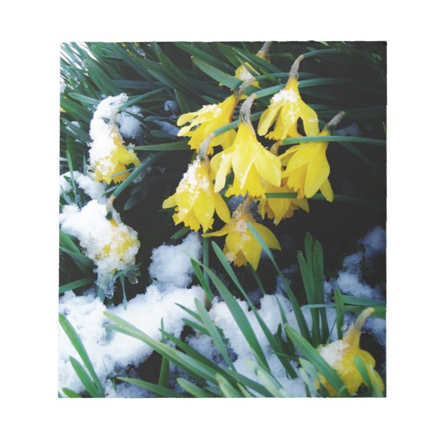 Gelbe Daffodien Blume im Schnee Notizblock (Vorderseite)