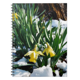 Gelbe Daffodien Blume im Schnee Notizblock