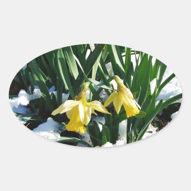 Gelbe Daffodien Blume im Schnee Ovaler Aufkleber (Vorderseite)