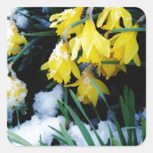 Gelbe Daffodien Blume im Schnee Quadratischer Aufkleber