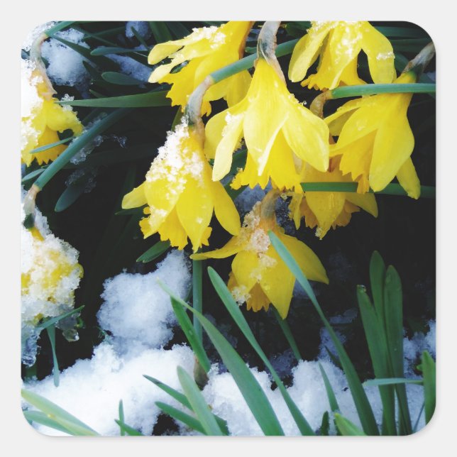 Gelbe Daffodien Blume im Schnee Quadratischer Aufkleber (Vorderseite)