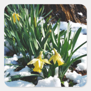 Gelbe Daffodien Blume im Schnee Quadratischer Aufkleber