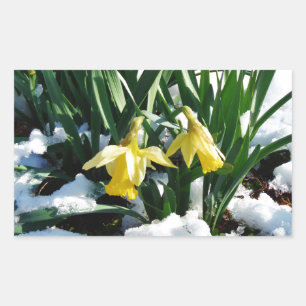 Gelbe Daffodien Blume im Schnee Rechteckiger Aufkleber
