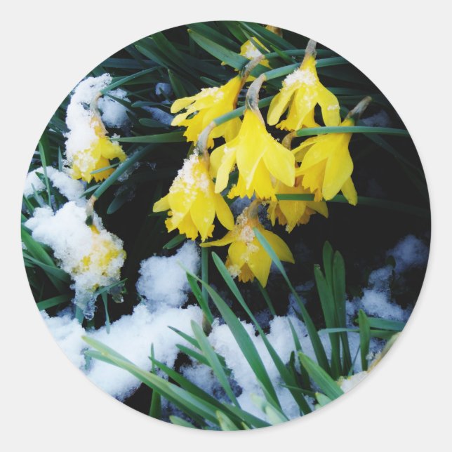 Gelbe Daffodien Blume im Schnee Runder Aufkleber (Vorderseite)