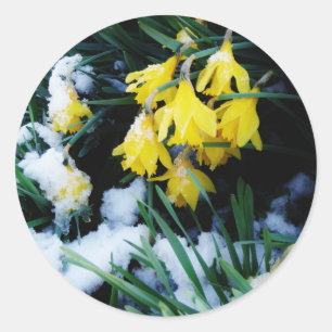 Gelbe Daffodien Blume im Schnee Runder Aufkleber