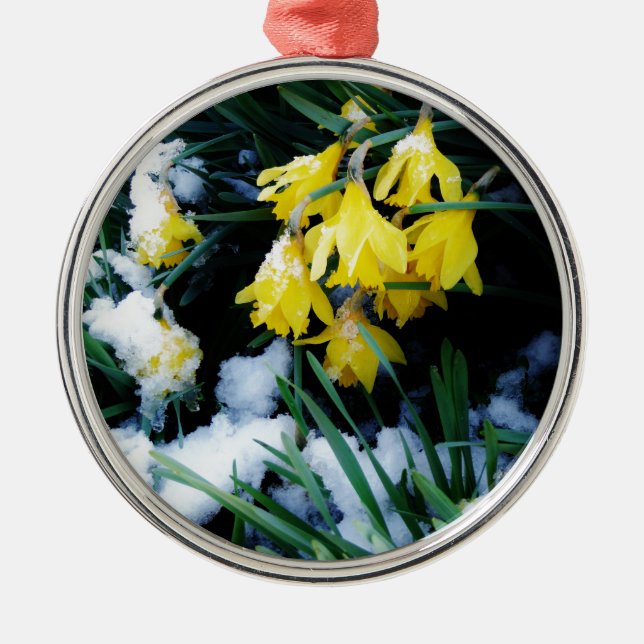 Gelbe Daffodien Blume im Schnee Silbernes Ornament (Vorne)