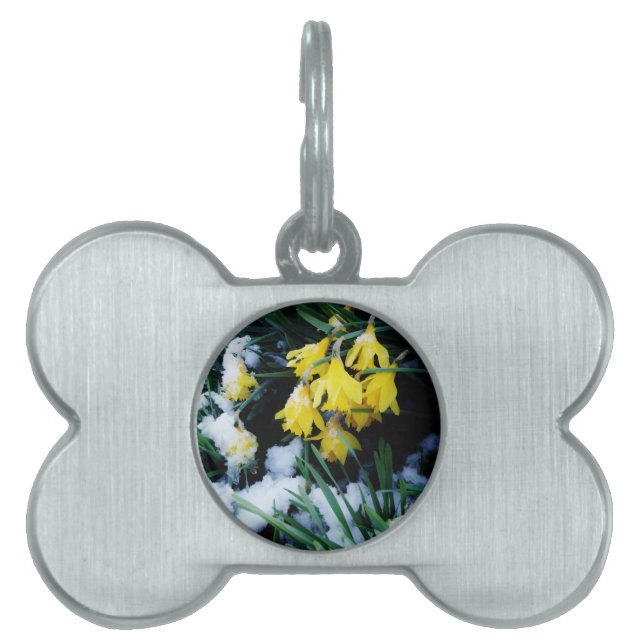 Gelbe Daffodien Blume im Schnee Tiermarke (Vorderseite)