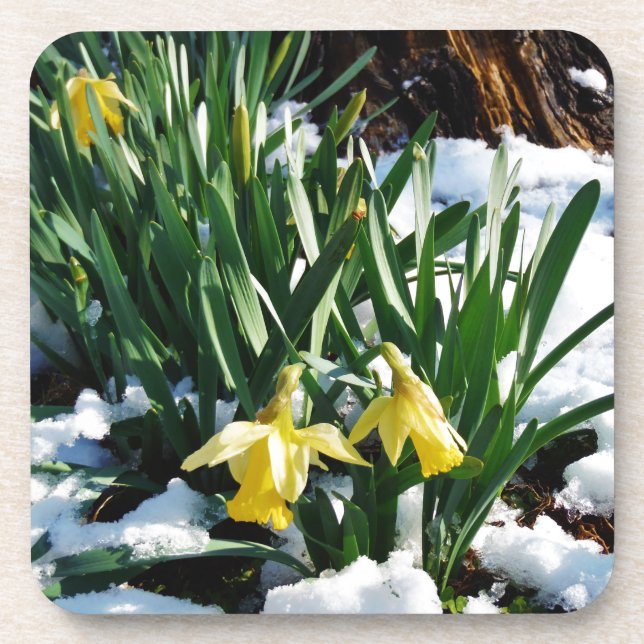 Gelbe Daffodien Blume im Schnee Untersetzer (Vorderseite)