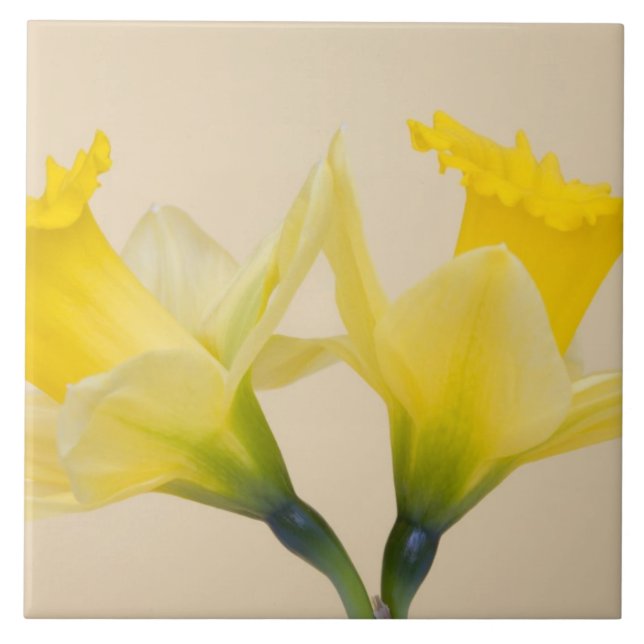 Gelbe Daffodien Fliese (Vorderseite)